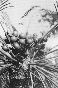 Cycad fruit