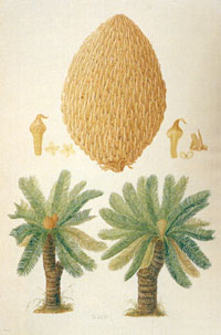 Sketch of cycad by ferdinand bauer